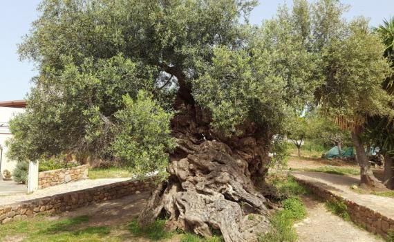 Oldest Olive Tree